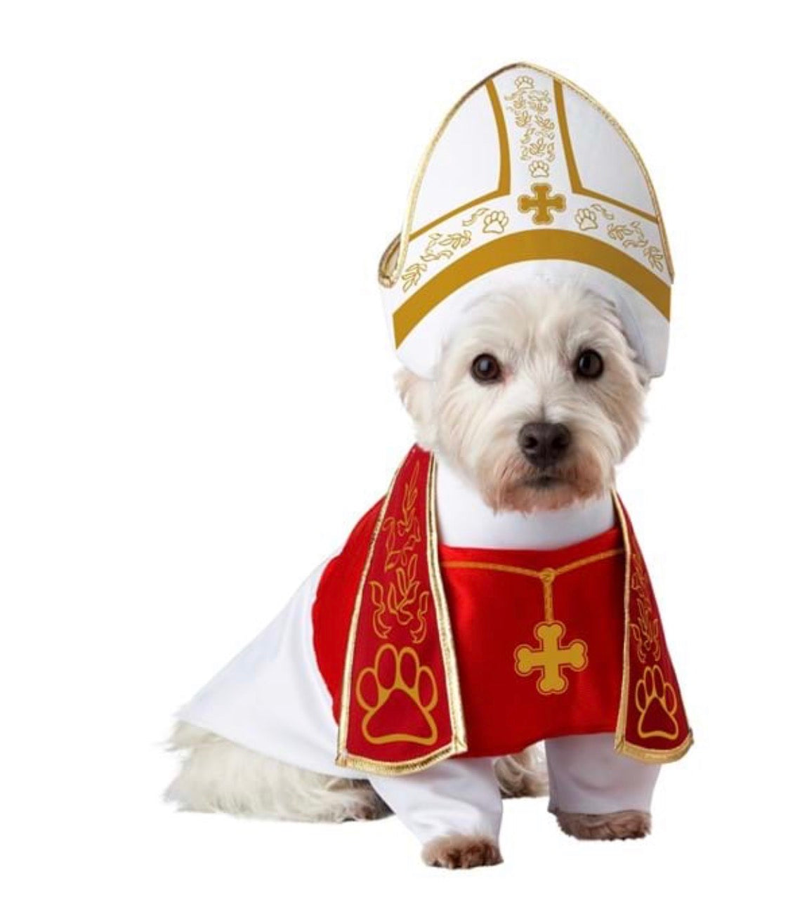 Holy dog costume