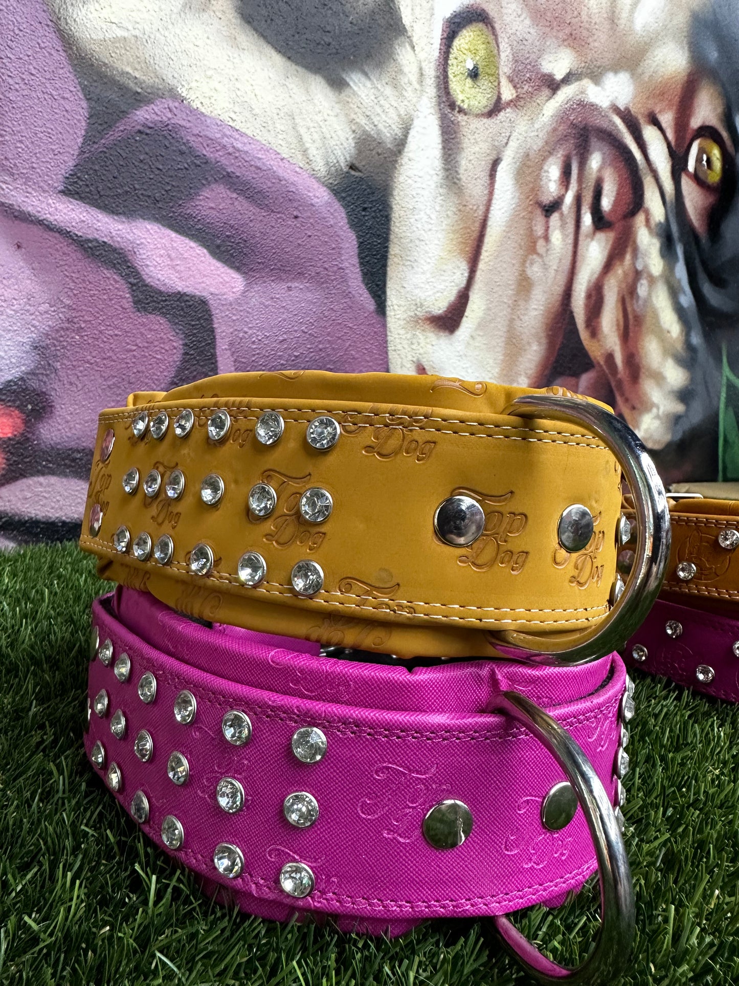 Top Dog Collar English Bulldog