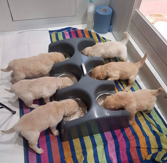 Puppy feeder