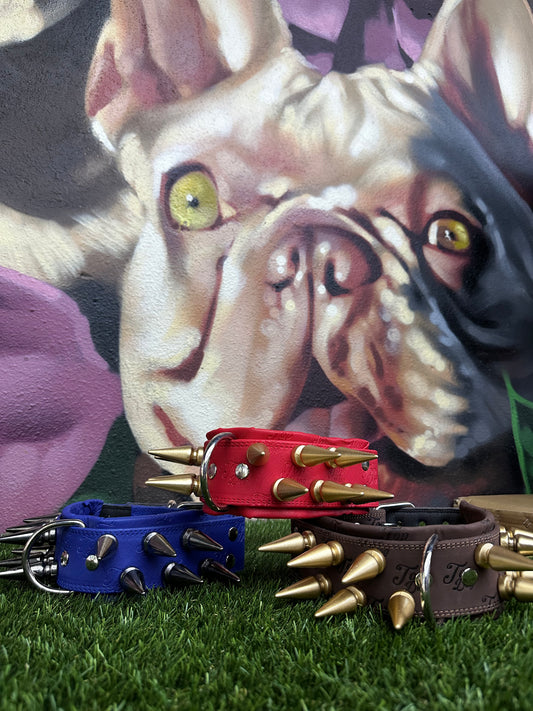 Top Dog Collar English Bulldog